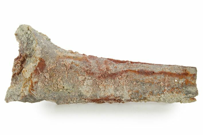 Devonian Petrified Wood (Callixylon) Section - Oldest True Wood #363339